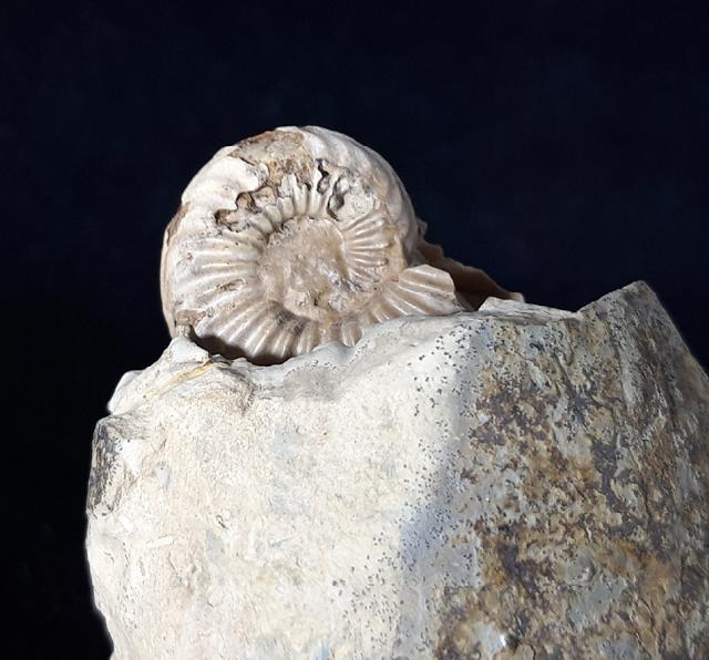 Pleuroceras solare (PHILLIPS 1829) - Bild © FossNet FossilienStore